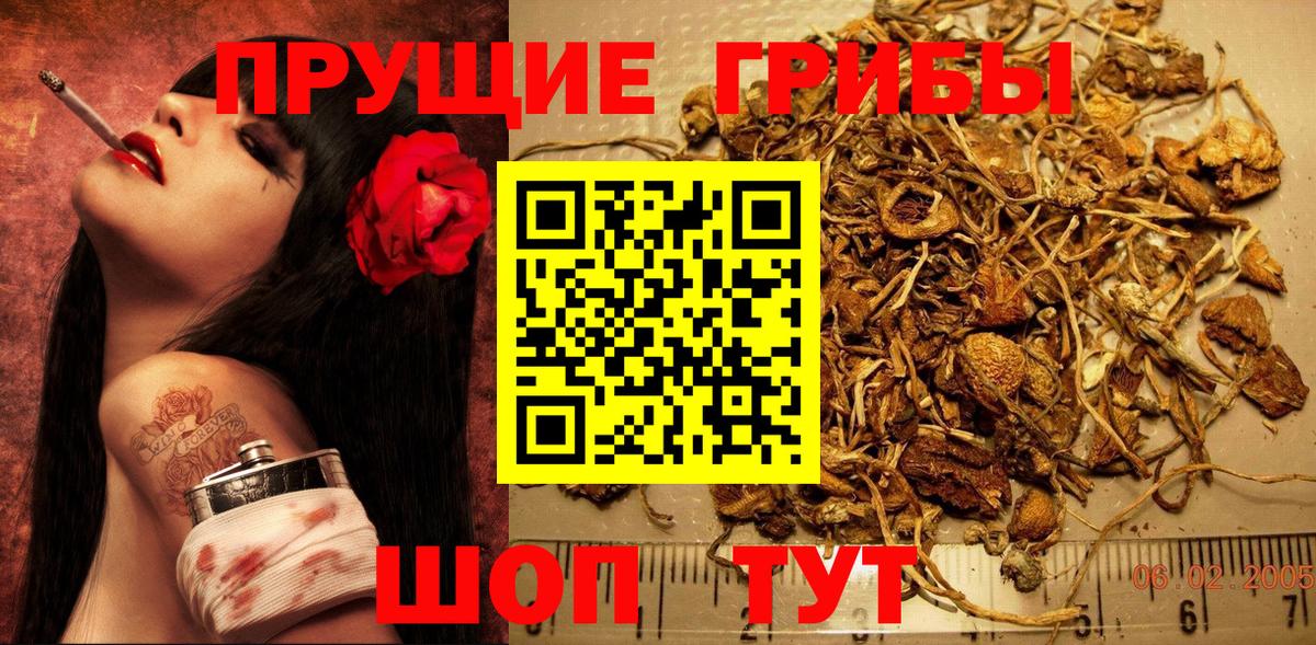 Псилоцибиновые грибы Psilocybine cubensis Кубинка